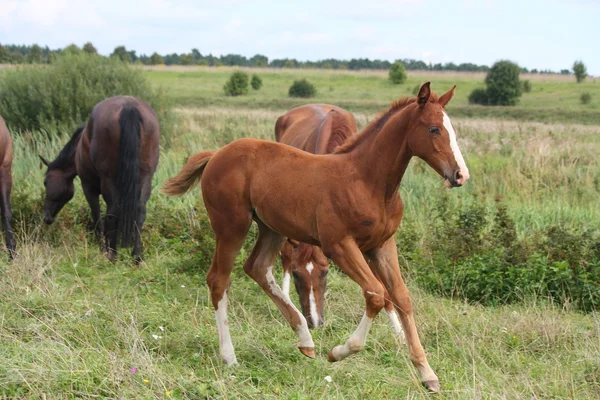 Jeune poulain en liberté au pâturage — Photo