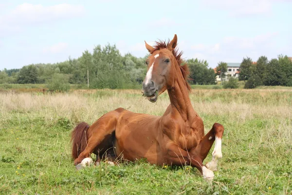 Счастливая лошадь, катящаяся по траве — стоковое фото
