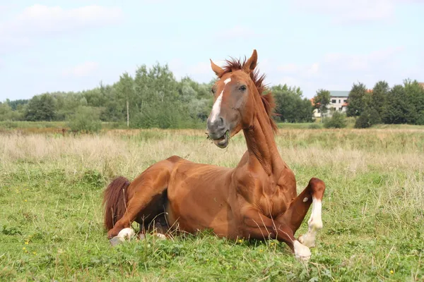 Glückliches Pferd wälzt sich im Gras — Stockfoto