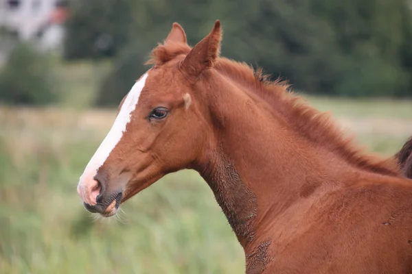 かわいい栗赤ちゃん馬の肖像画 — ストック写真