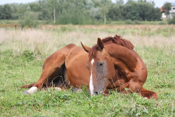 Happy horse rolling in the grass — Stock Photo, Image