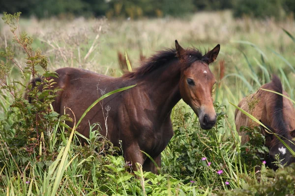 Brown horse portrait at the field — Stock Photo, Image