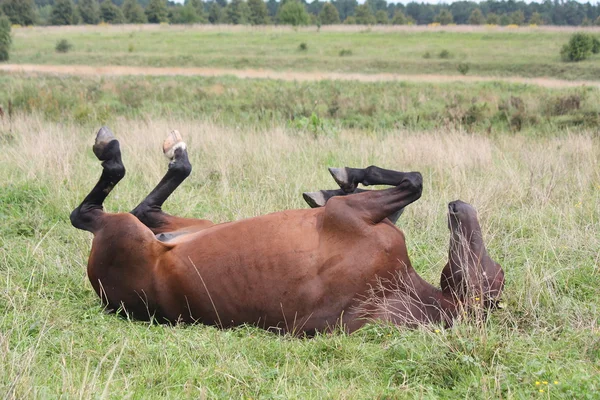 Gelukkig paard rollen in het gras — Stockfoto