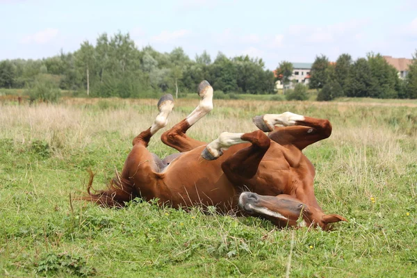 Happy horse válí v trávě — Stock fotografie