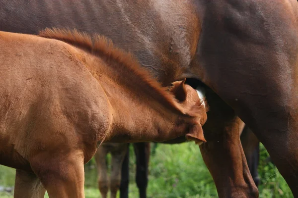 Foal drinking milk from his mother — Stock Photo, Image