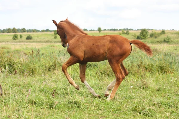 Joven potro corriendo libre en el pasto — Foto de Stock