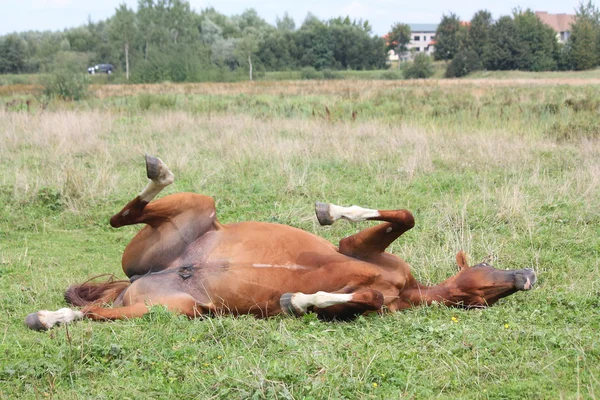 Gelukkig paard rollen in het gras — Stockfoto