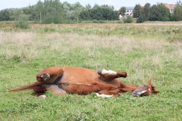 Счастливая лошадь, катящаяся по траве — стоковое фото