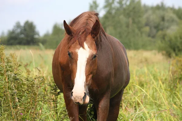 Brun häst porträtt på fältet — Stockfoto