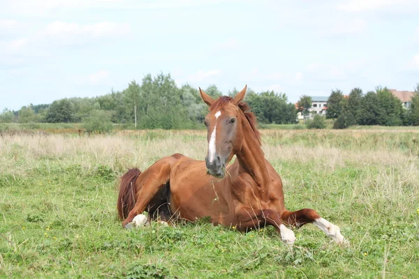 Cavalo feliz rolando na grama — Fotografia de Stock