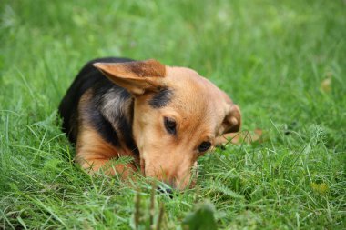 sevimli küçük kahverengi köpek çimenlerde dinlenme
