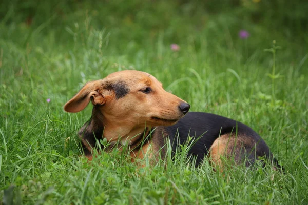 Bonito pequeno cão marrom descansando na grama — Fotografia de Stock