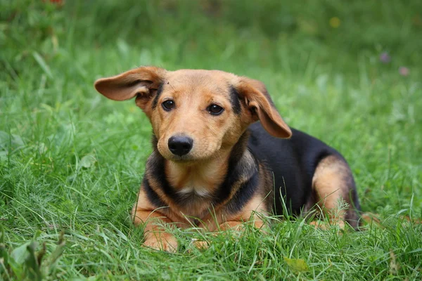 Милая маленькая коричневая собака отдыхает в траве — стоковое фото