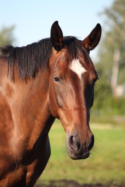 defne at portre güneşli