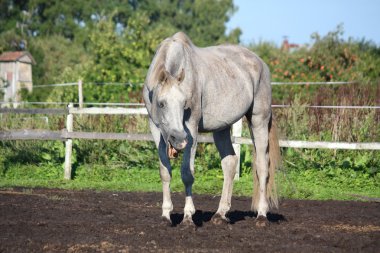 Yüzüm komik gri ATI