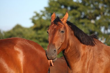 bruin paard likken een ander paard achterzijde