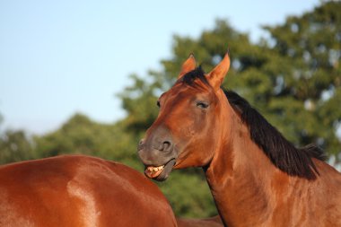 bruin paard likken een ander paard achterzijde