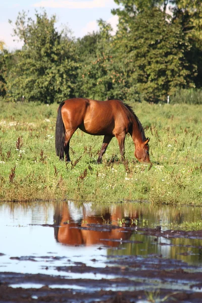 Bay horse eating grass at the pasture — Stock Photo, Image