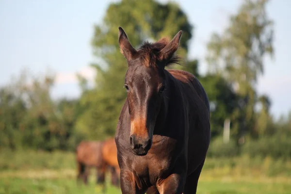 Porträtt av brunt föl gå på fältet — Stockfoto