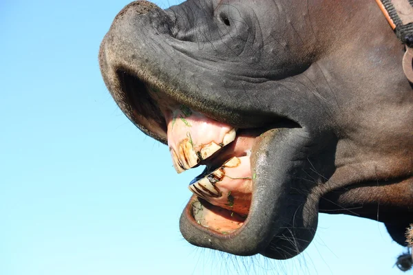 Primo piano dei denti di cavallo — Foto Stock