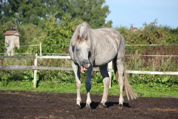 Gris divertido caballo haciendo cara — Foto de Stock