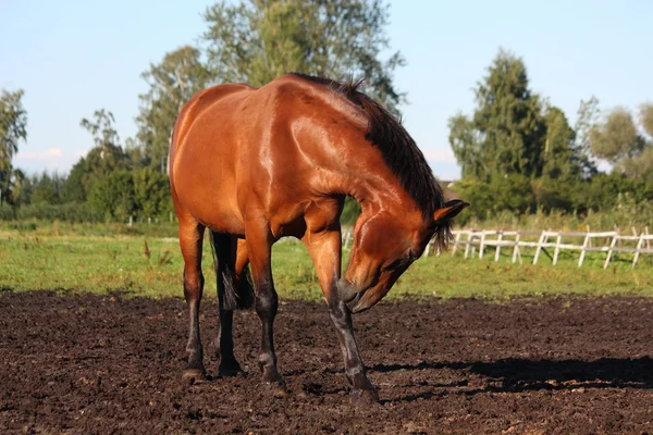 Cavalo arranhando-se — Fotografia de Stock