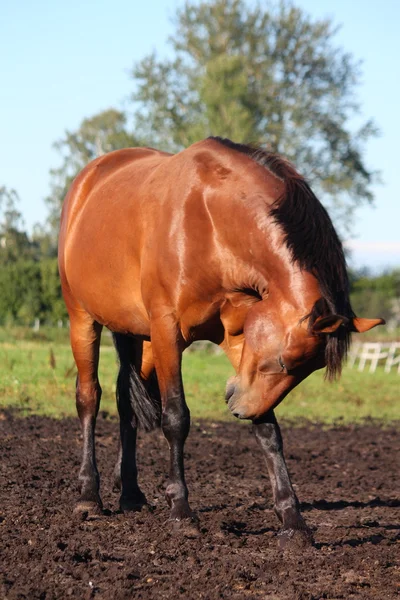 Caballo arañándose — Foto de Stock