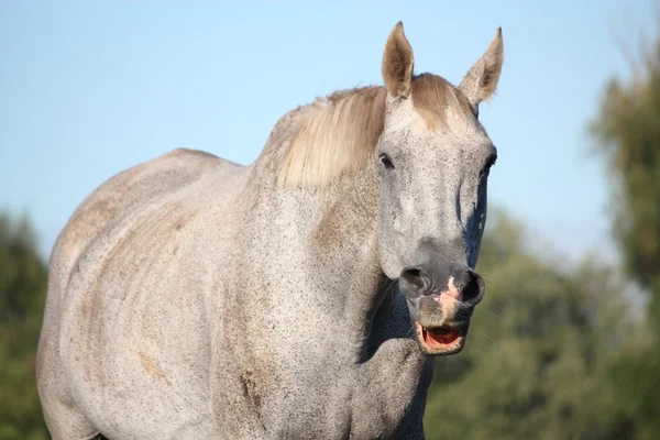 Funny gray horse making face — Stock Photo, Image