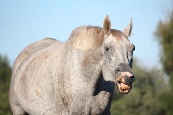 Divertente cavallo grigio che fa faccia — Foto Stock