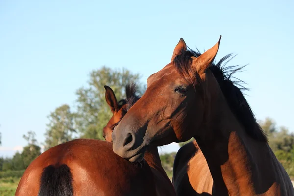 Cavalo castanho a coçar outro cavalo — Fotografia de Stock