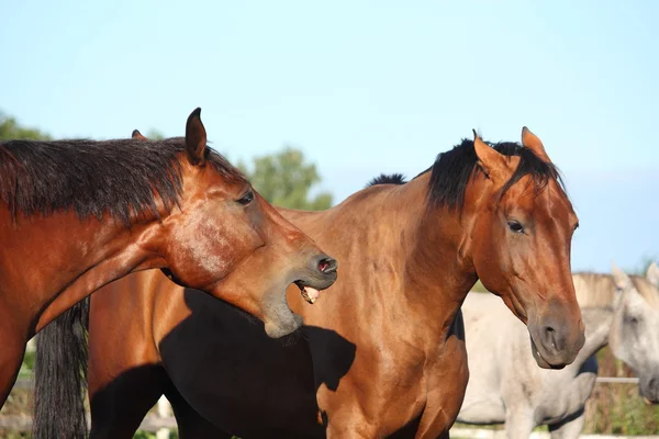 Two brown horses fighting playfully — Stock Photo, Image