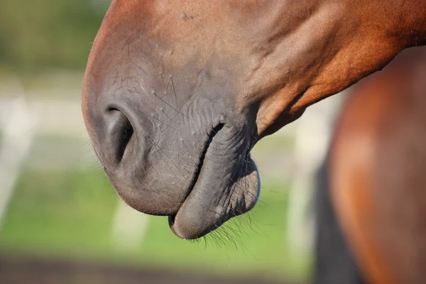 Häst nuzzle nära — Stockfoto