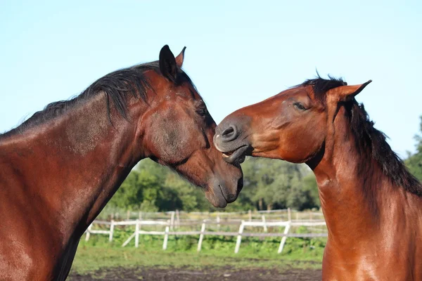Iki kahverengi at sevgiyle birbirine sürtüyor — Stok fotoğraf