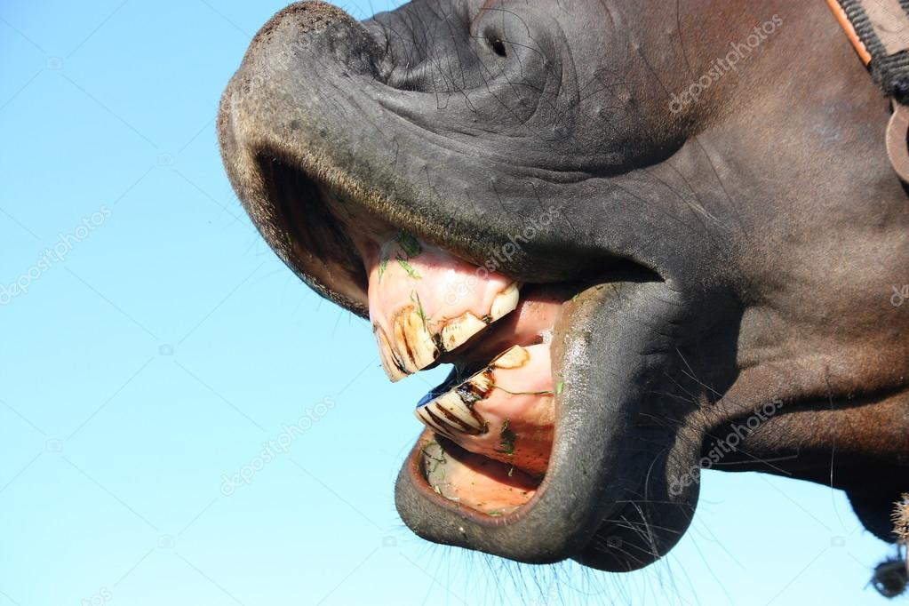 virgonira