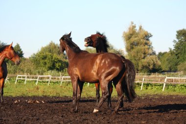 iki at mera mücadele