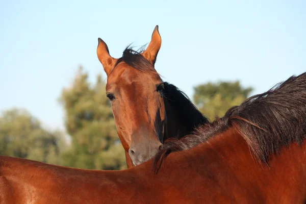 Caballo marrón arañando otro caballo — Foto de Stock