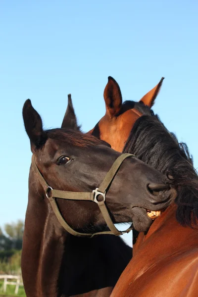 Black and brown horses nuzzling each other — Stock Photo, Image