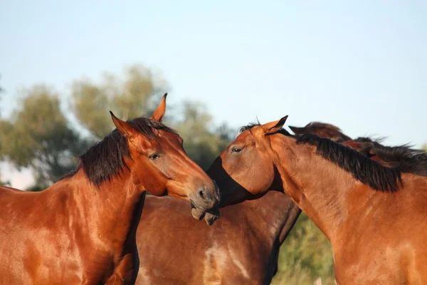 Zwei braune Pferde kämpfen verspielt — Stockfoto