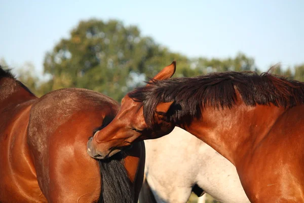 Braunes Pferd beißt in einen anderen Pferdeschwanz — Stockfoto