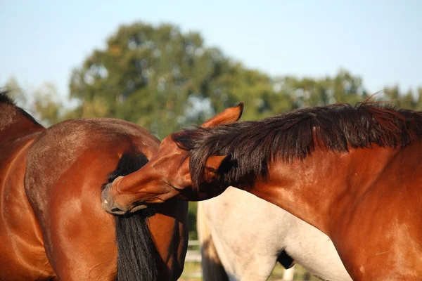 Kahverengi at başka bir at kuyruğu ısırma — Stok fotoğraf