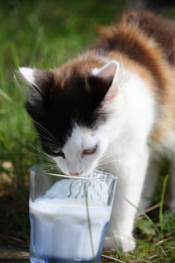 şirin kedi yavrusu camı içme sütü