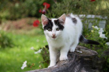 çiçek yatak oturan sevimli komik yavru kedi