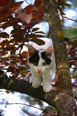 ağaç dalı oturan sevimli kedi yavrusu