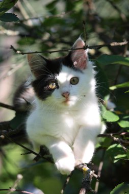 ağaç dalı oturan sevimli kedi yavrusu