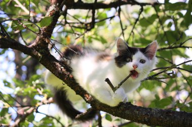 ağaç dalına kemiren şirin üç renkli kedi yavrusu