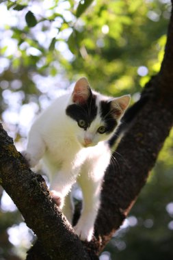 ağaca tırmanmak şirin üç renkli kedi yavrusu