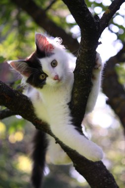 ağaç dalı oturan sevimli kedi yavrusu