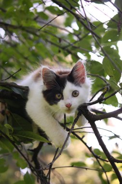 ağaç dalı oturan sevimli kedi yavrusu