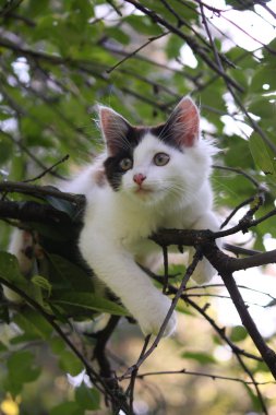 ağaç dalı oturan sevimli kedi yavrusu