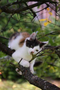 ağaç dalına kemiren şirin üç renkli kedi yavrusu